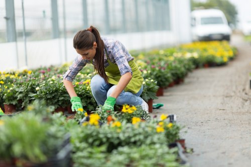 A woman working in a greenhouse garden in Stoke Newington, surrounded by a neatly arranged row of flowering plants and shrubs, with vibrant yellow and purple blossoms set against green foliage. She is kneeling on the soil, carefully tending to the plants, wearing a casual plaid shirt, blue jeans, and green gardening gloves. The greenhouse has transparent walls and roof, allowing natural light to illuminate the scene, which appears to be a mild, overcast day. The outdoor environment includes a gravel path alongside the planting area, with additional garden beds visible in the background, bordered by a well-maintained hedge. This setting highlights professional gardening and landscaping work, demonstrating plant care and outdoor maintenance suitable for residential gardens in Stoke Newington, as supported by the services of Landscapers Stoke Newington.