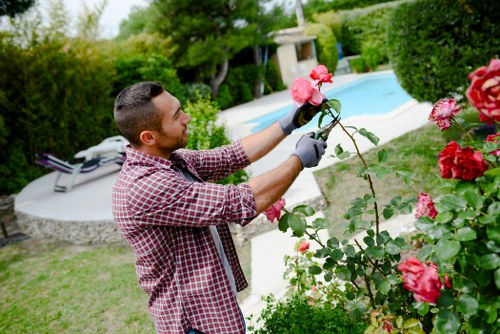 A man with short dark hair, wearing a red and white checkered shirt and grey garden gloves, is trimming or tending to a flowering rose bush in a landscaped backyard. The garden features a well-maintained lawn with dense green grass, bordered by neatly trimmed hedges and shrubs. In the background, there is a paved area surrounding a rectangular swimming pool with clear blue water, and a white outdoor lounge chair positioned nearby. Tall trees and additional greenery provide privacy and a natural setting, while a small garden shed can be seen in the distance. The scene appears to be set during daylight hours with natural lighting, and the overall environment reflects a tidy and thoughtfully designed outdoor space suitable for gardening and outdoor leisure activities, consistent with local gardening services offered in Stoke Newington.
