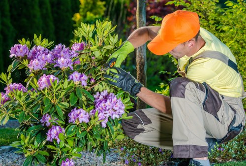 A gardener wearing an orange cap, yellow high-visibility jacket, and green gloves is crouched down and carefully trimming a large rhododendron shrub with vibrant purple flowers in a front garden. The garden features a neatly maintained lawn with dense green foliage and a variety of plants, bordered by a gravel pathway. In the background, there are tall evergreen trees and other shrubs, creating a lush outdoor environment typical of landscaped residential gardens in Stoke Newington. The scene is well-lit, suggesting a bright, sunny day, and the gardener’s focused activity highlights professional gardening services aimed at maintaining attractive outdoor spaces. This image exemplifies the careful pruning and plant care provided by landscapes experts like Landscapers Stoke Newington, who specialise in garden shaping and plant health in the area.