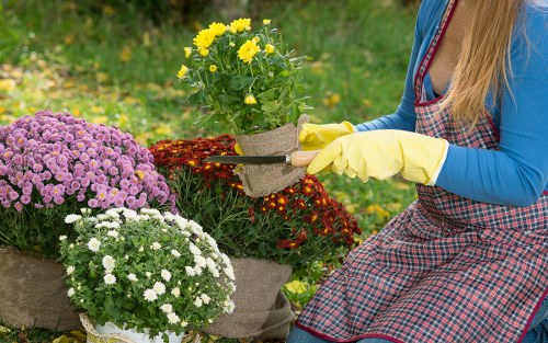 A person wearing a blue long-sleeved shirt, yellow gardening gloves, and a red checkered apron is pruning a plant with yellow blooms in a garden. The garden features a variety of flowering plants, including purple, white, and red blooms, arranged in pots and beds. The background shows a lush green lawn and a blurred garden setting, suggesting a well-maintained outdoor space in Stoke Newington. The scene is illuminated by natural daylight, emphasizing the vibrant colors of the flowers and foliage, reflecting attentive gardening work by Landscapers Stoke Newington focused on lawn and plant care, recycling, and sustainable garden management.