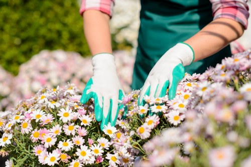 The image shows a gardener dressed in a green apron and white gloves tending to a garden bed filled with blooming daisy flowers, which have white petals and yellow centers. The gardener's hands are carefully working amongst the dense cluster of flowers, with some trimming or removing dead blooms. Behind the garden bed, there is a lush green hedge or shrubbery that acts as a natural border, and a few trees can be seen in the background, suggesting an outdoor residential garden space in Stoke Newington. The scene is brightly lit, indicating a sunny day, with vibrant natural colours enhancing the fresh and well-maintained appearance of the garden. The soil in the flower bed appears healthy and moist, while the surrounding grass area is neatly trimmed, contributing to a tidy and cultivated outdoor environment. Such detailed garden care and maintenance are typical of professional gardening services offered by companies like Landscapers Stoke Newington, ensuring healthy plant growth and aesthetically pleasing outdoor spaces in the local area.
